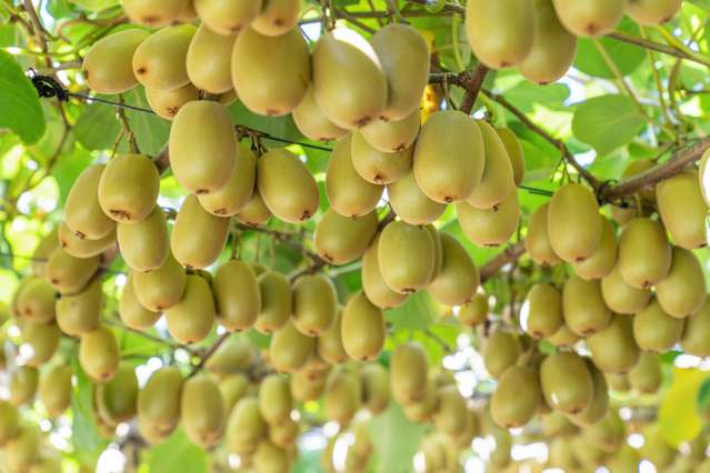 121a Macdonald Road Te Teko_4