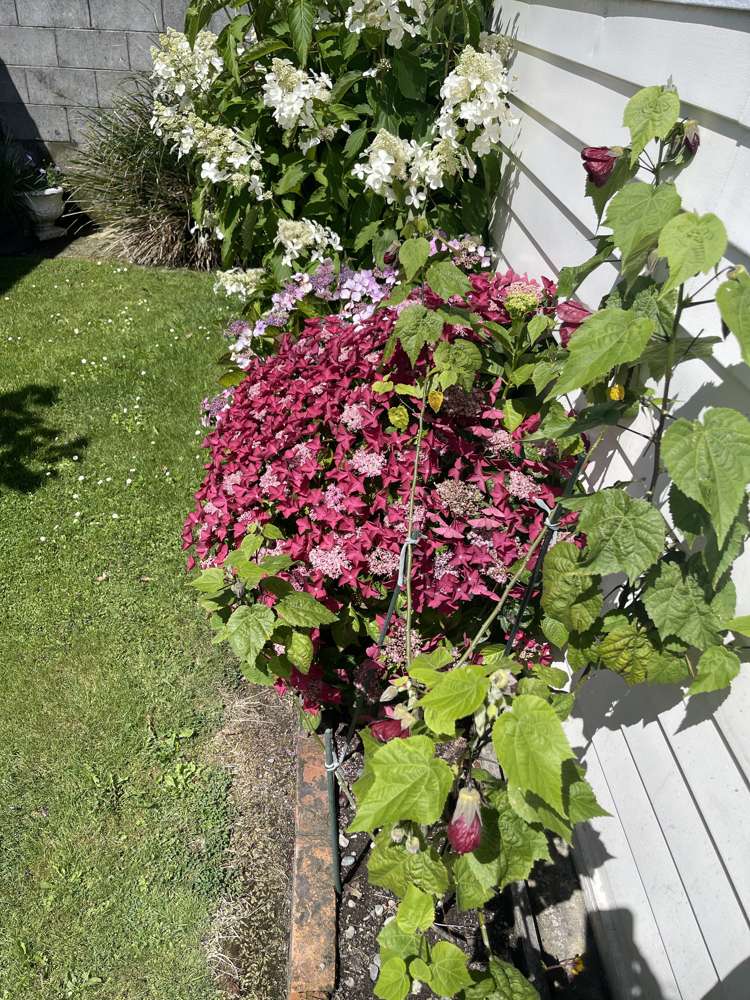 90 Scott Street Strathern_13