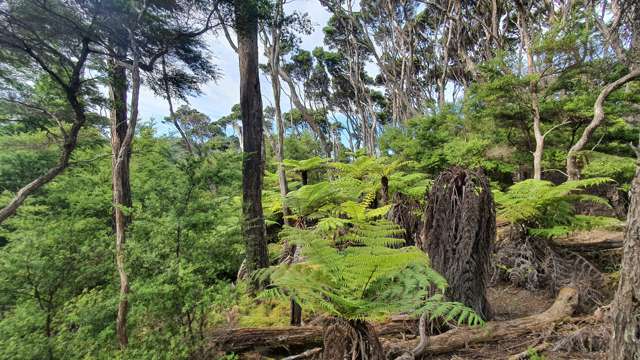 Hideaway Cove Kawau Island_4