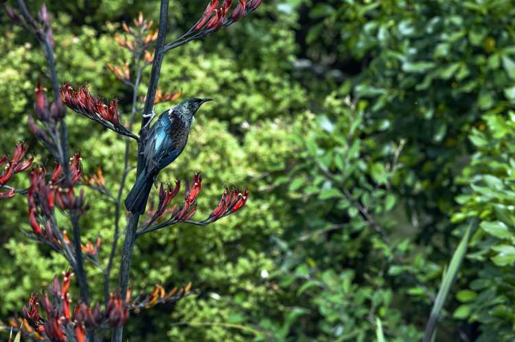 11 Rabbit Way Whitianga_38