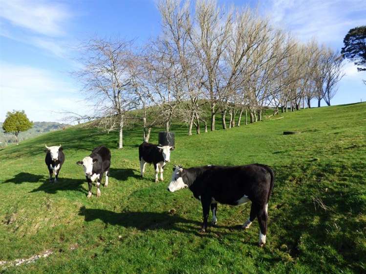 40 Ototoika Road Te Kuiti_19