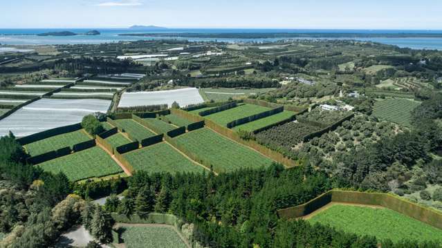 Premier Gold and Green Orchard