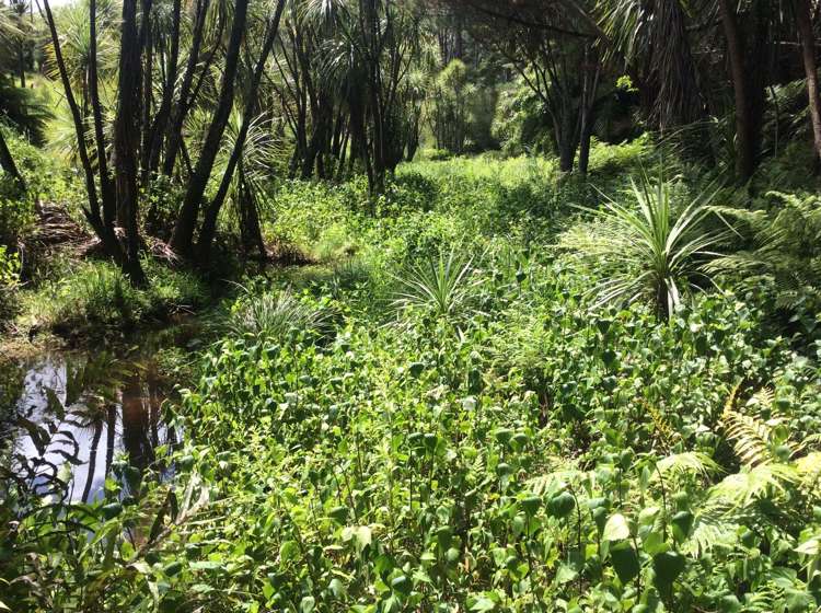 264 Taylor Road Taipa_10