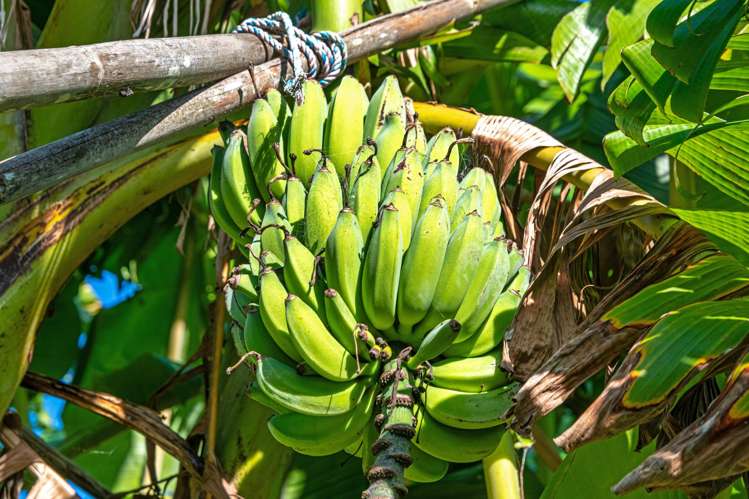 2640 South Head Road South Head_32