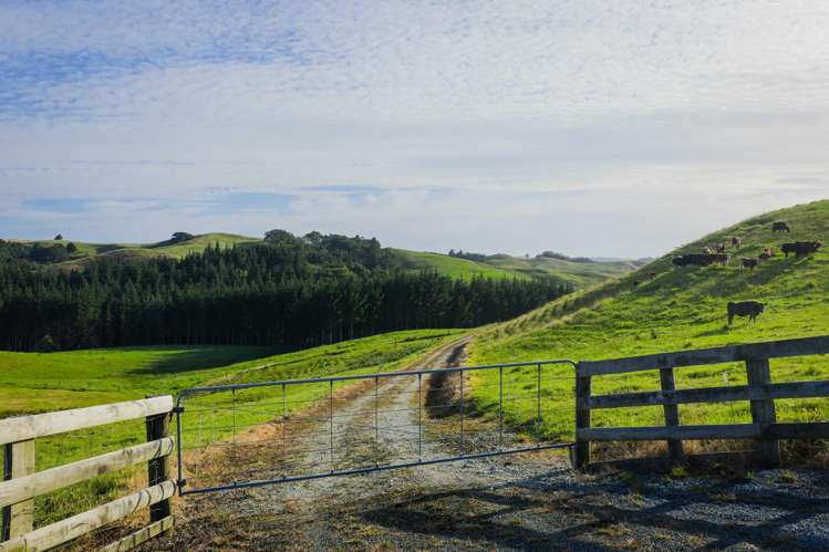 Ararua Road Matakohe_6