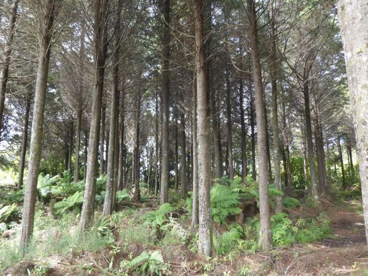 Camerons Road Marsden_7