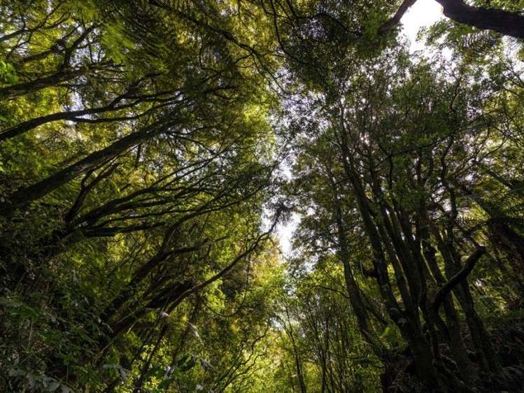 97 Turner Road Hamurana_20