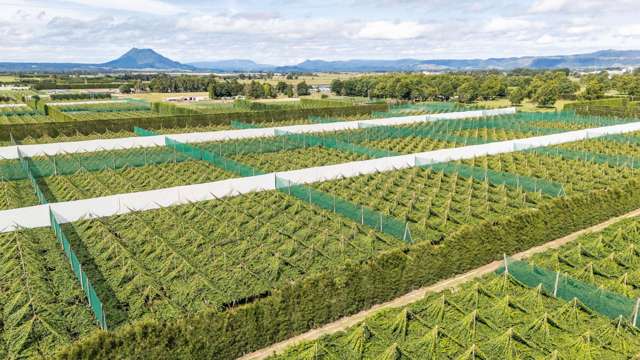 Modern Large Scale, G3 Gold Orchard, Edgecumbe