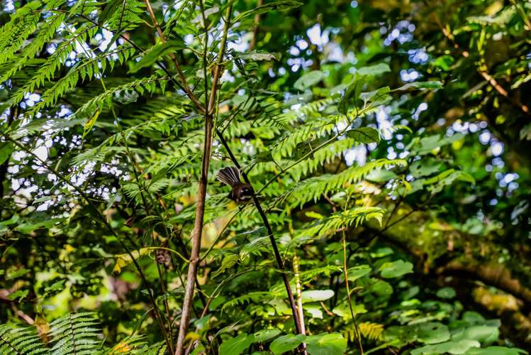 Weld Road Upper Oakura_16