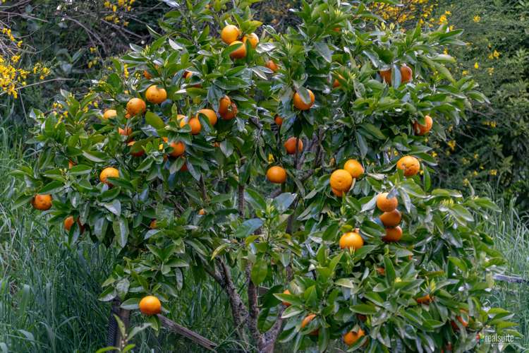 1144b Maymorn Road Maymorn_23