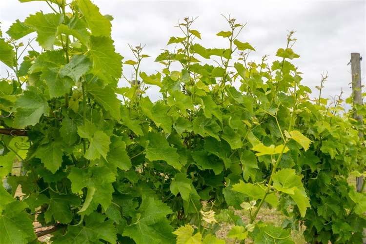 213 Chaytors Road Spring Creek_37