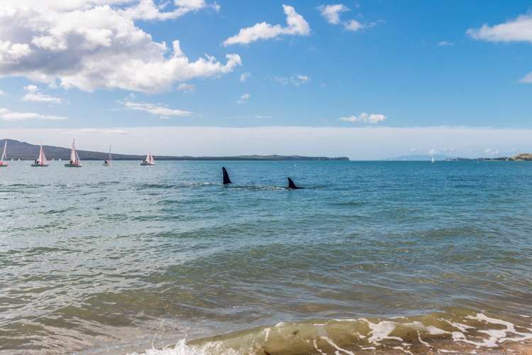 7 Speight Road Kohimarama_21