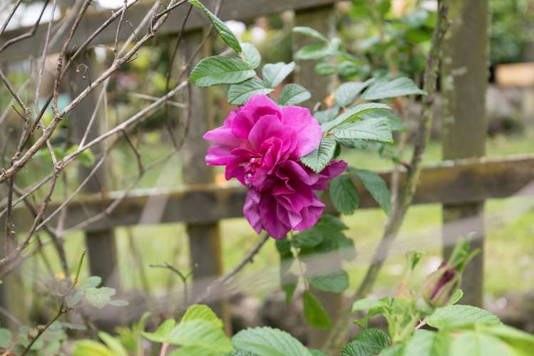 38 Rodney Street Howick_23