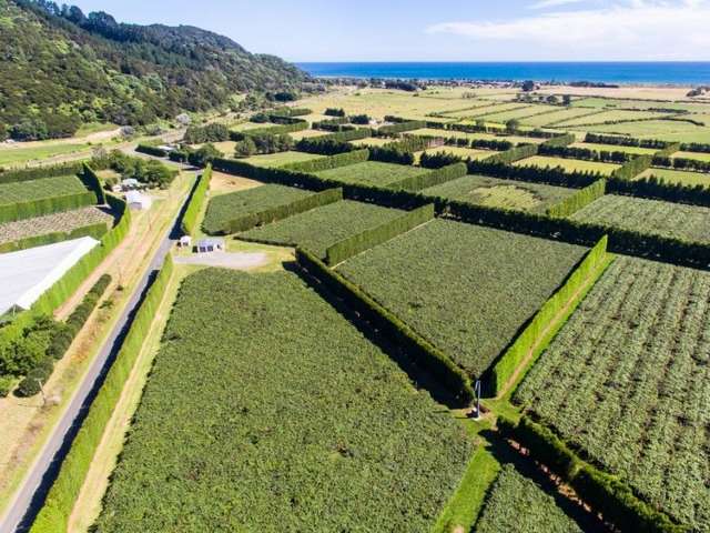 33 Burt Road Matata_4