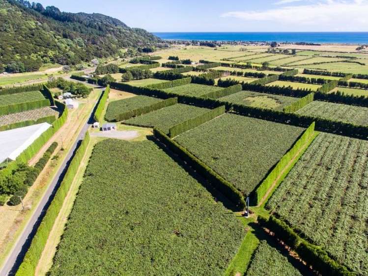 33 Burt Road Matata_4