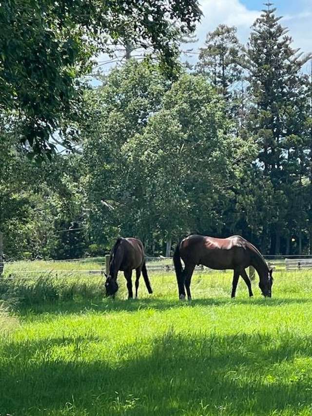 103 Awa Road Kumeu_4