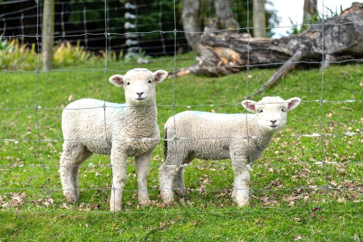 65 Gabriels Gully Road Lawrence_2