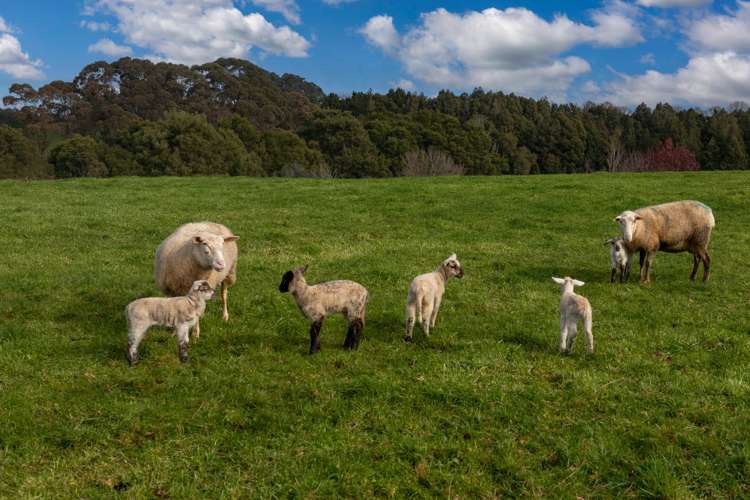 101 Logan Road Pukekawa_22