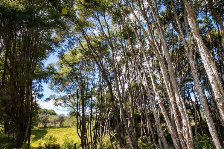 49 Mangotahi Road Thames_26