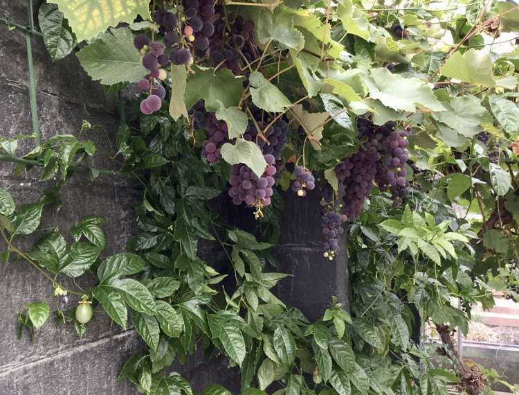 17 Lewin Street Balclutha_16