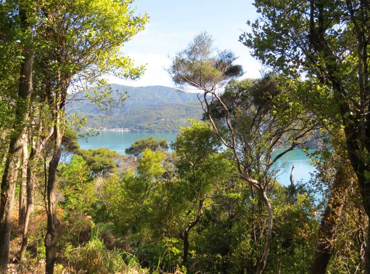 614 Wyuna Bay Road Coromandel_6