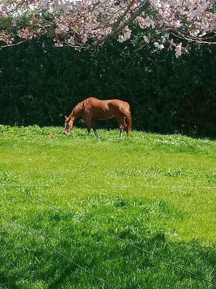 266e Hot Springs Road Hauraki Surrounds_15