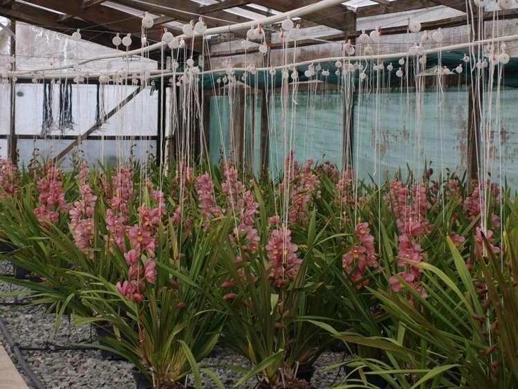 983 Maungakaramea Road Maungakaramea_9