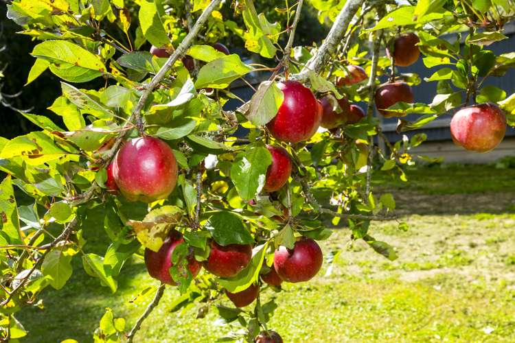 43 Gillespies Road Birchville_14