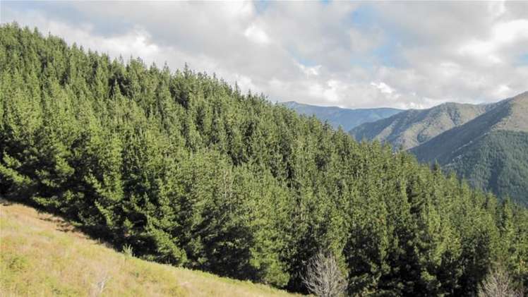 1234 Leatham Road Wairau Valley_8