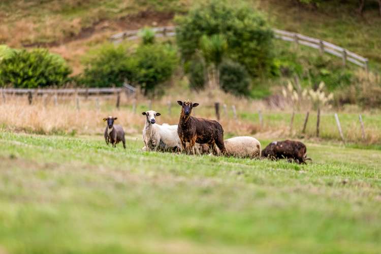 85 Axtens Road Mangatawhiri_5