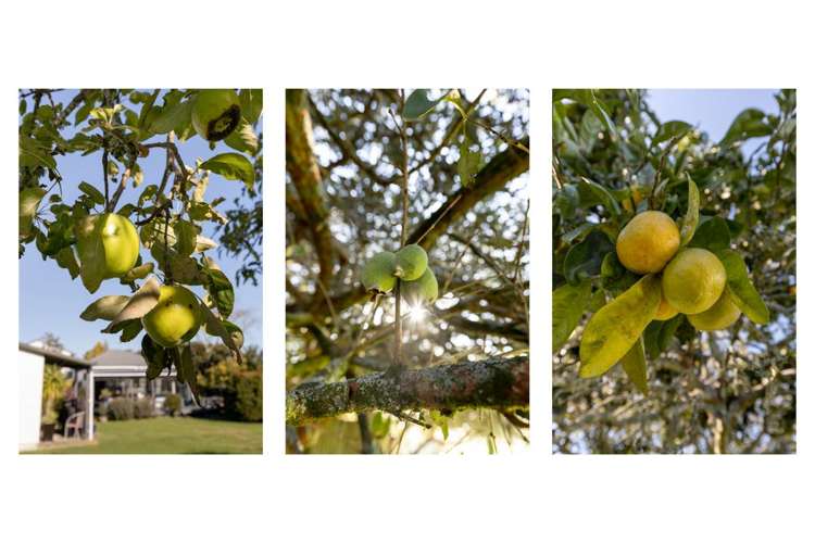 51 Otara Road Opotiki Coastal_22