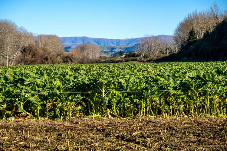 Totara Valley Road Pleasant Point_8