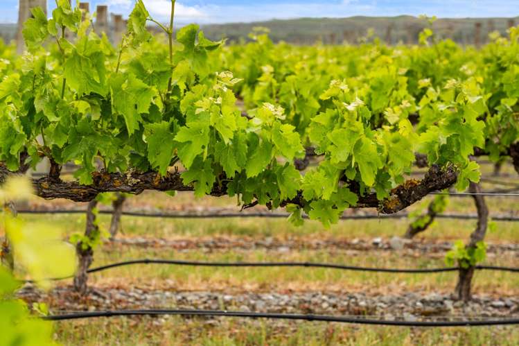 49 Gimblett Road Roys Hill_27