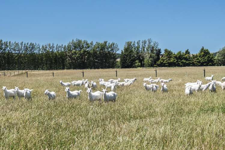 855 Omihi Road Omihi_4