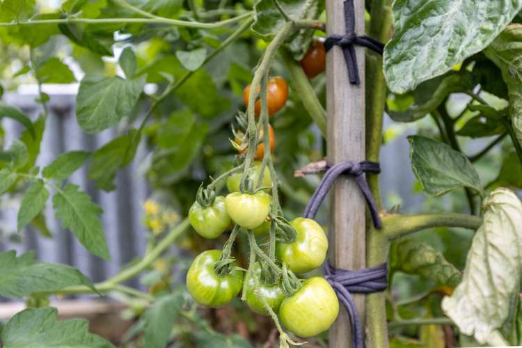 55 Barrett Road Whalers Gate_14