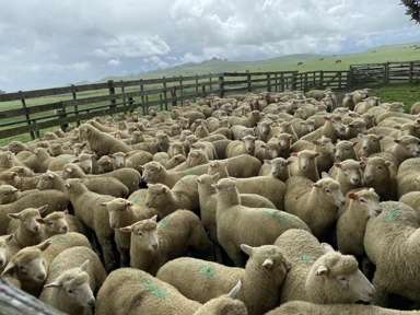 767 Te Akau Coast Road_4