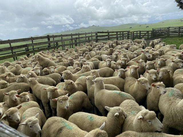 767 Te Akau Coast Road Te Akau_4