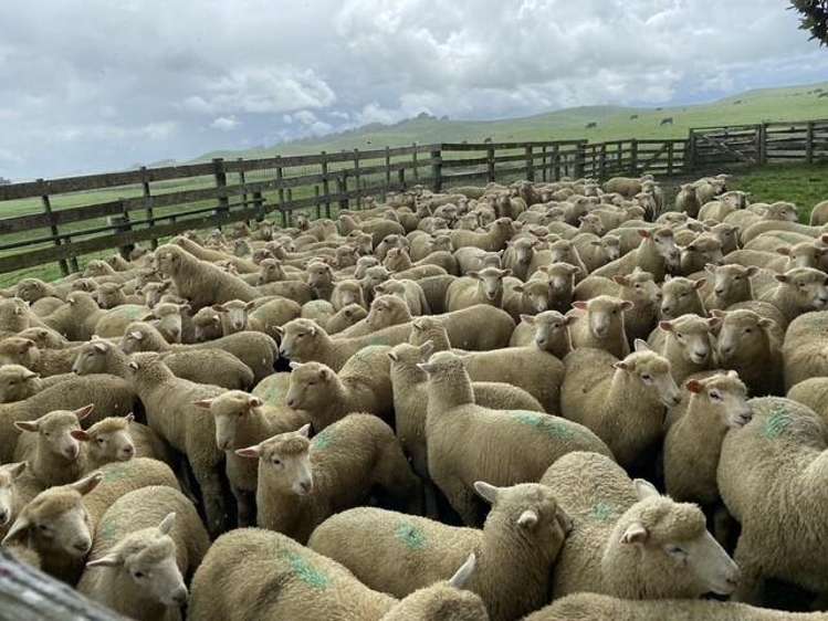 767 Te Akau Coast Road Te Akau_4