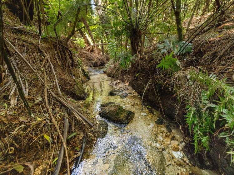 196 Whakamarama Road Whakamarama_29