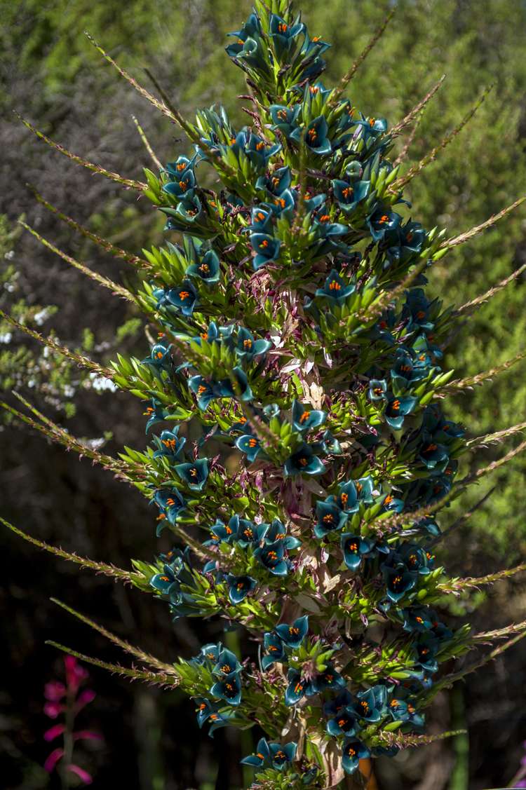 168 Orchard Road Hahei_8