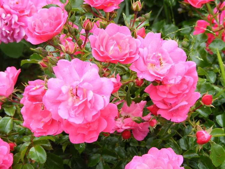 3 Glendale Place Witherlea_18