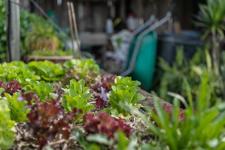 18 Temuri Place Glendene_17