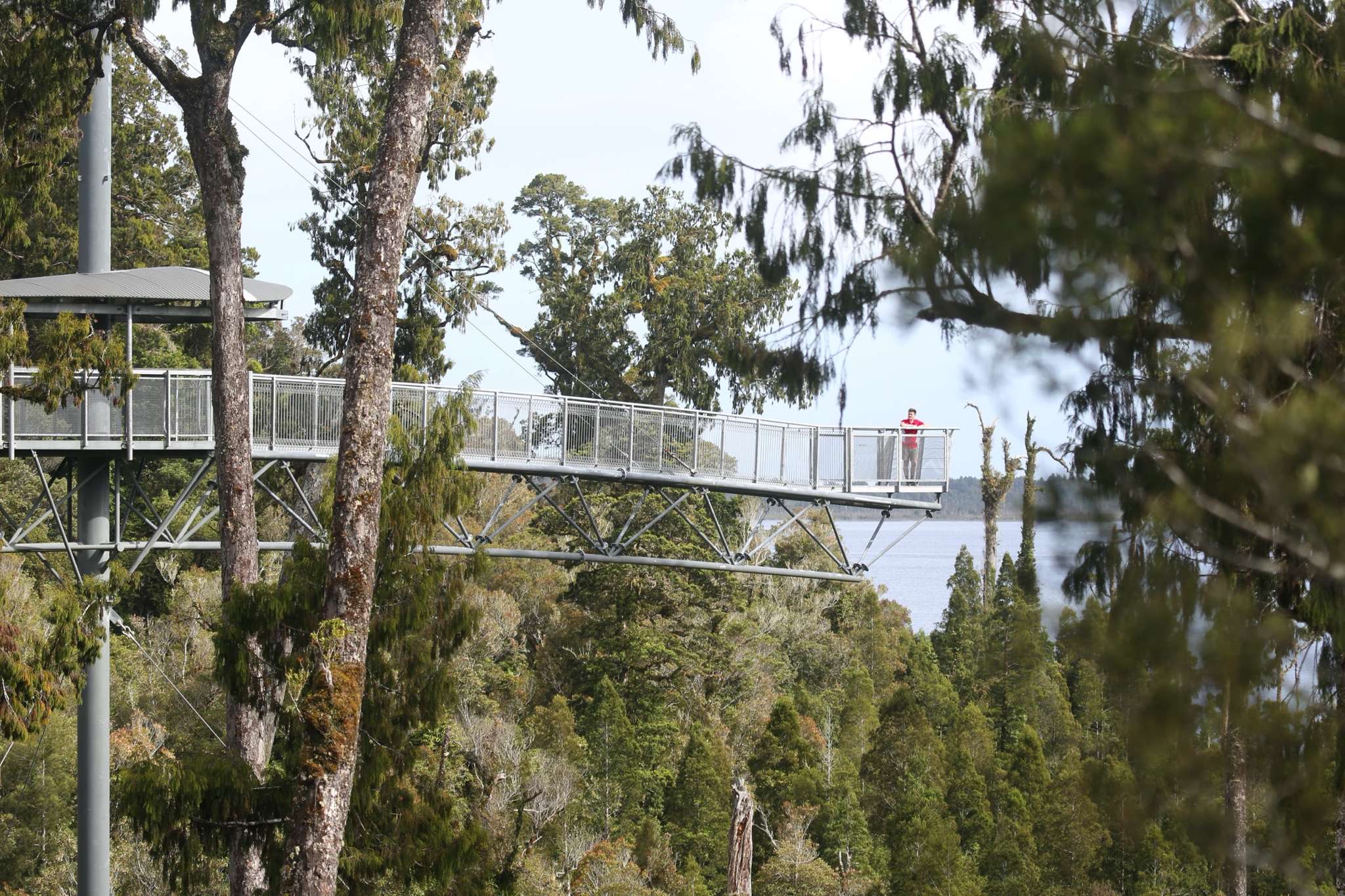 Buyers aim high as treetop walkway business goes up for sale