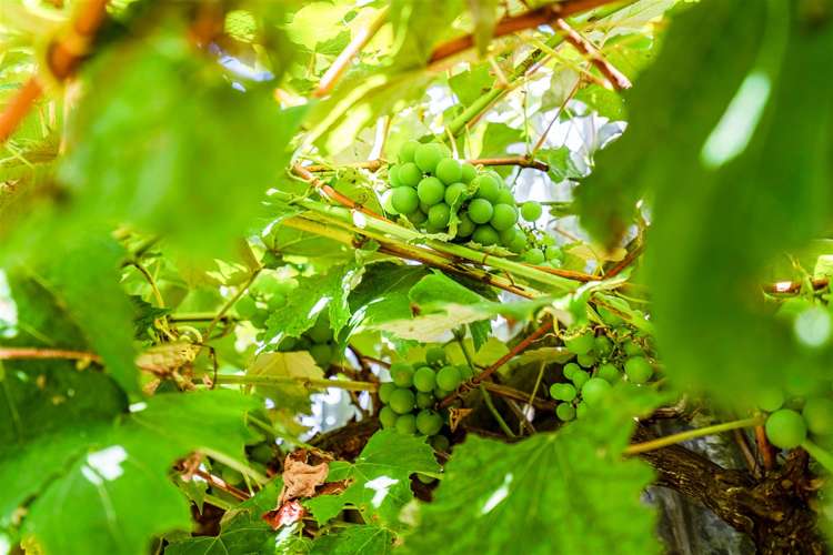 13 Apirana Avenue Regent_24