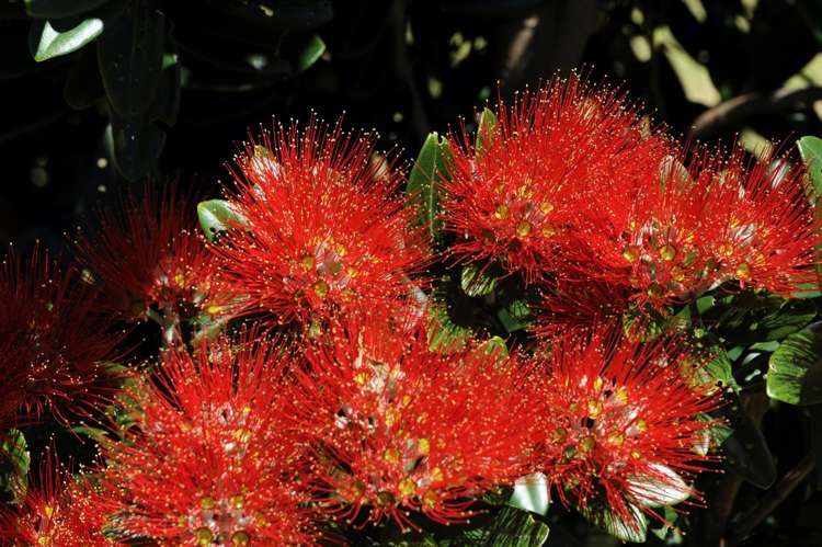 24 Wells Place Whitianga_15