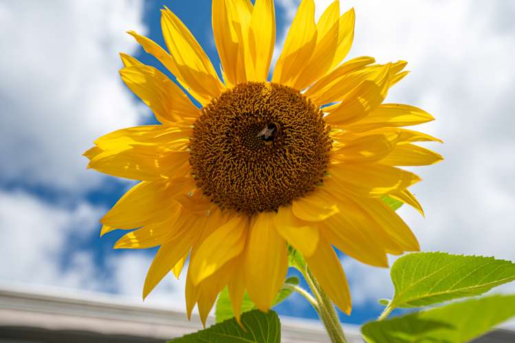 25 Kerswell Terrace Tihiotonga_33