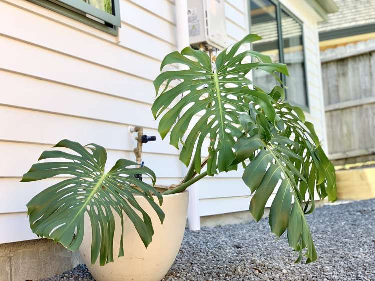 11 San Ambrosio Rise Henderson_23