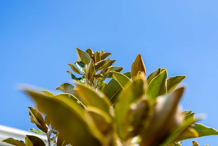 142 Seventh View Avenue Beachlands_30