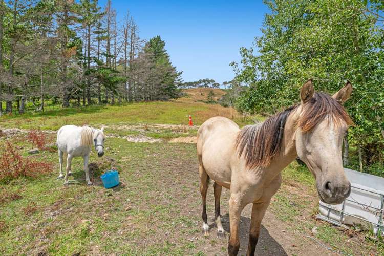 411 Pine Valley Road Dairy Flat_10