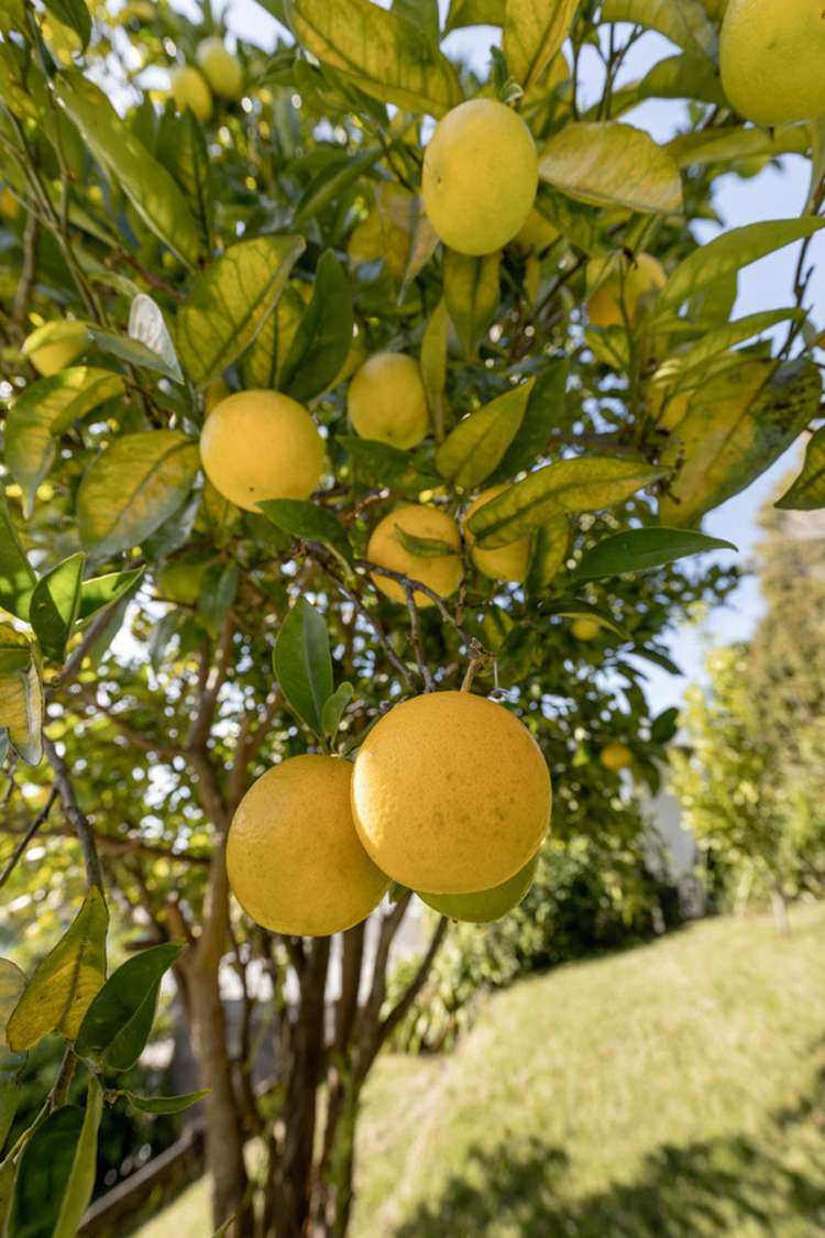 21 Omokoroa Road Omokoroa_24